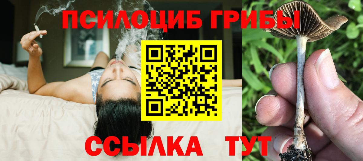 купить наркотики сайты  Вход с VPN  Северск  Псилоцибиновые грибы GOLDEN TEACHER 